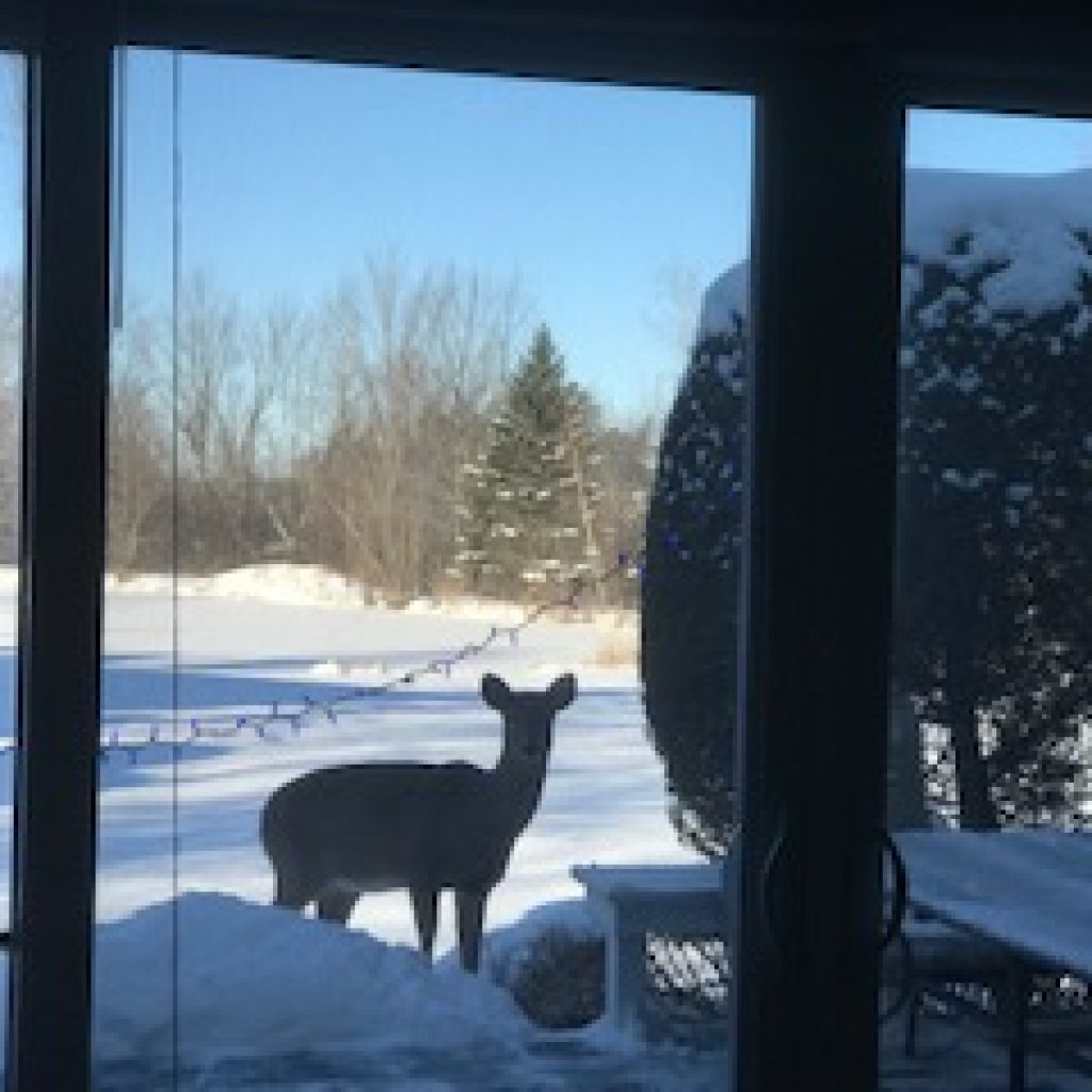erg studio, deer in snow