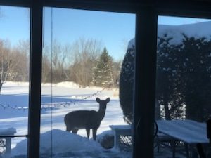 erg studio, deer in snow